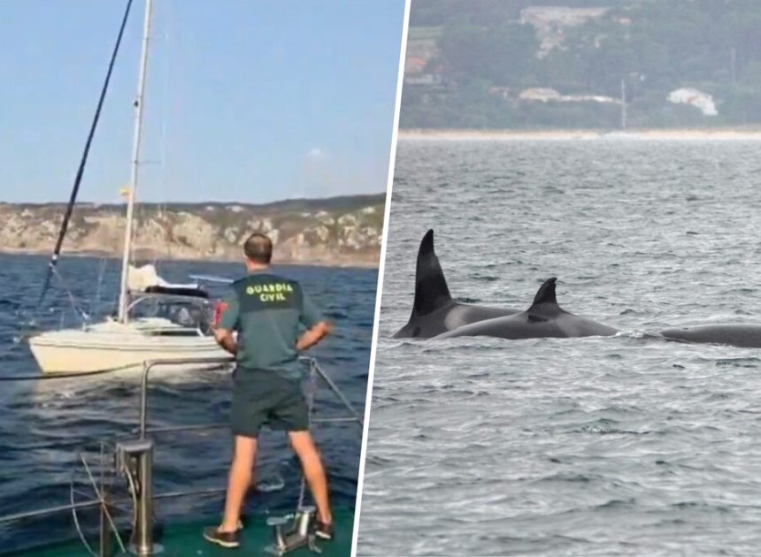 En Galicia las orcas están golpeando veleros. Y hay una razón inesperada por la que están allí: los pulpos