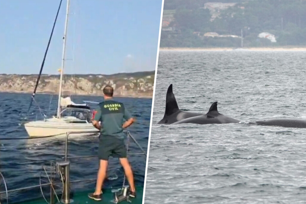 En Galicia las orcas están golpeando veleros. Y hay una razón inesperada por la que están allí: los pulpos